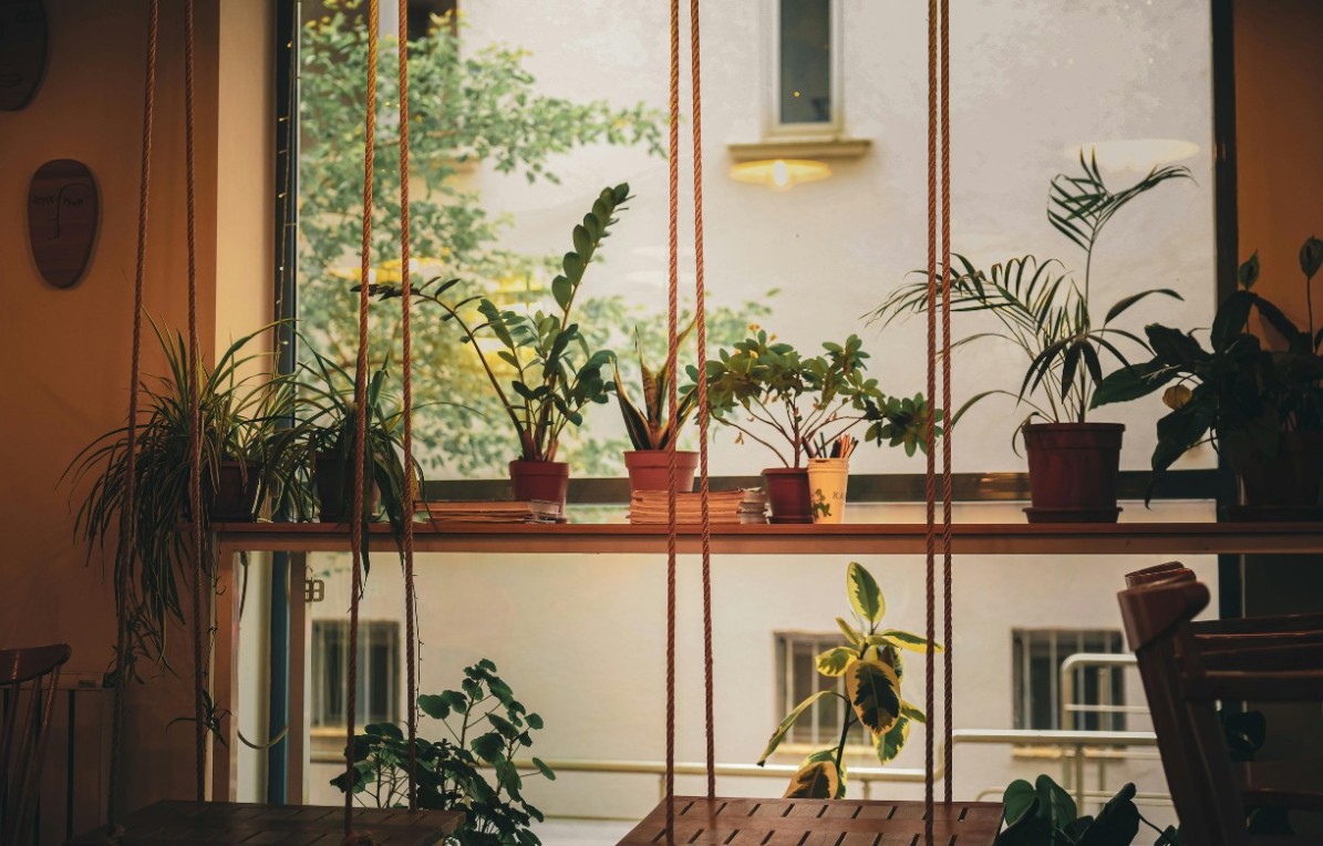 Scegliere la pianta giusta: guida alla cura delle piante in casa